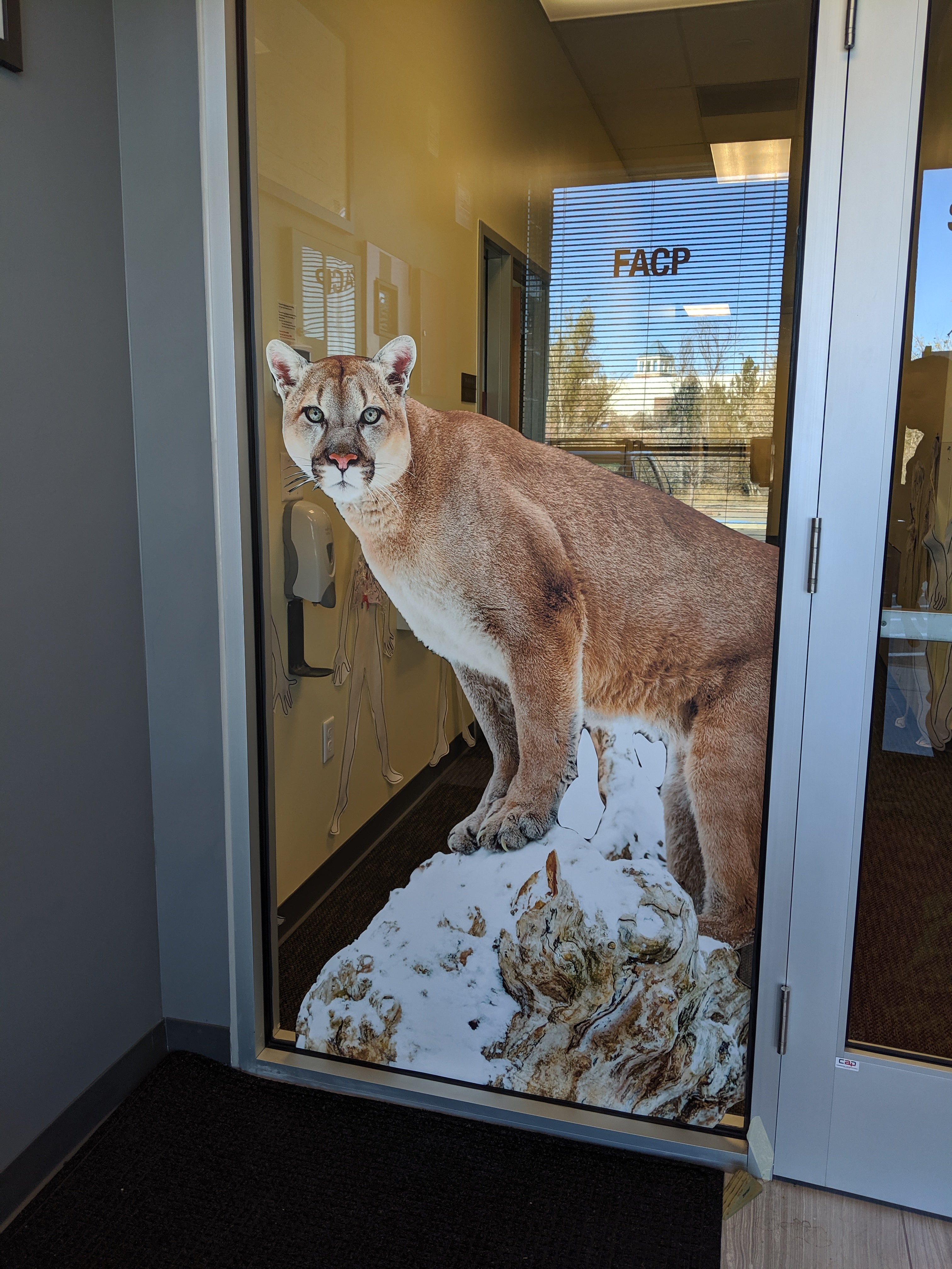 A window wrap featuring a life-sized mountain lion standing on a snowy rock, installed on the exterior glass door of a company in Lyons, Colorado.